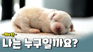 곱슬거리는 털의 주인공인 나는 누구일까요?
