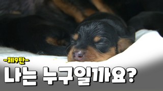 흑갈색의 털을 가진 나는 누구일까요?