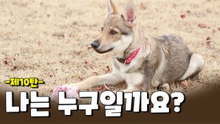 아직 강아지랍니다… 나는 누구일까요?
