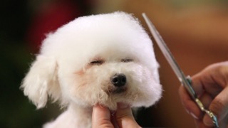 서머 마이애미 클립의 디테일 커트 방법 : 왕초보를 위한 펫미용 교실 기초편 5