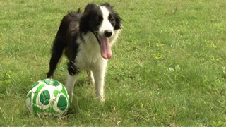 똑똑한 강아지 보더 콜리!