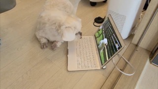 해피독에 호기심을 보이는 입양된 유기견 나무