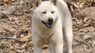 진돗개! 한국의 토종견이 바로 접니다