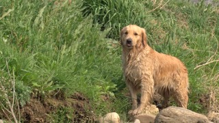 강이지는 왜 흙이나 풀에 몸을 비비나요??