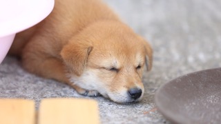 강아지의 기도문(Dog′s Prayer)