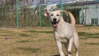 새사냥을 돕는 개! 스포팅그룹을 소개합니다!