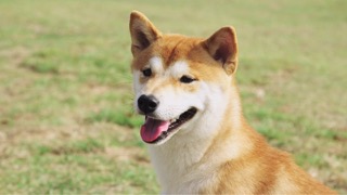 시바 이누를 소개합니다!