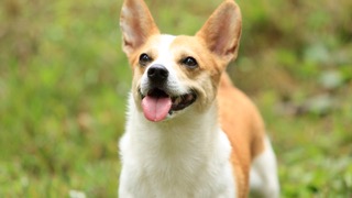 웰시코기의 숲 속 산책!