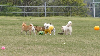 강아지들의 치아 관리하는 방법