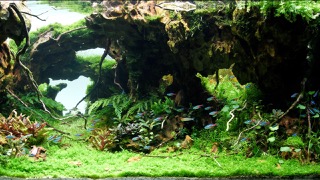 숨겨진 세상 - 이솔(아쿠아 스케이프)