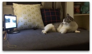 냥이도 집중해서 보는 해피독tv