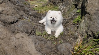 강아지가 먹으면 안되는 음식은 무엇일까?