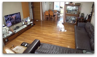 혼자 있을 땐 해피독tv랑 같이 놀아요