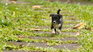 강아지는 얼마나 빨리 크나요?