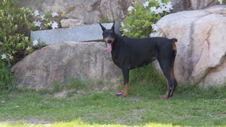 경비견의 대명사! 도베르만 핀셔