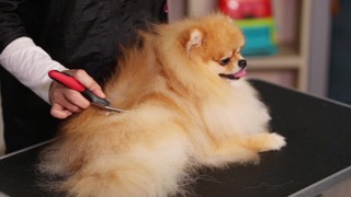 올바른 빗질 방법 : 왕초보를 위한 펫미용 교실 입문편 4