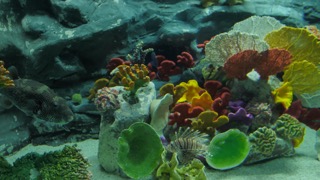 흰점 꺼끌복 & 쏠배감펭 & 가시 복