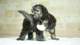 테리어 그룹 : 쥐잡이 전문가는 고양이가 아니라 우리!