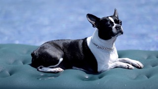 물놀이가 즐거운 보스턴 테리어