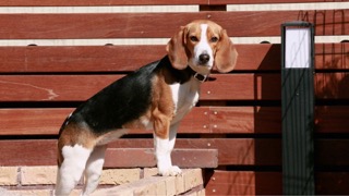 비글을 소개합니다!!