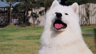 최초로 남극점을 밟은 강아지, 에타!!!