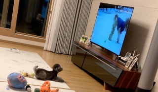 해피독tv와 함께 우다다다