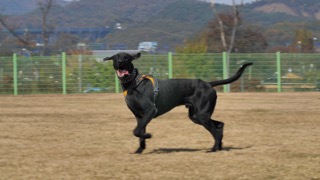 하운드 그룹! 눈과 코를 이용해 사냥하는 녀석들!