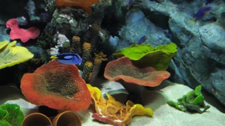 폭스 페이스 & 블루 탱