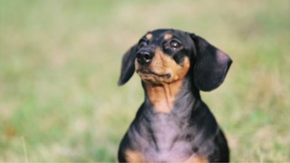 독특한 외모가 매력적인 강아지 닥스훈트!