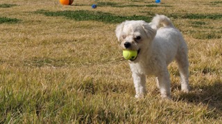 토이 그룹 : 작고 애교많은 강아지들입니다