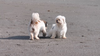 강아지는 어떻게 체온 조절을 할까???