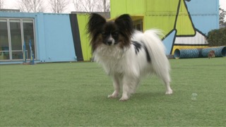 파피용의 비눗방울 놀이