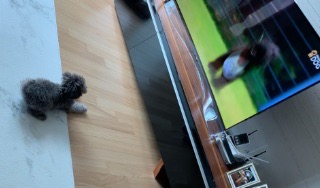 편안하게 해피독tv 힐링 산책