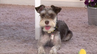 수염이 멋진 강아지! 미니어처 슈나우저!!