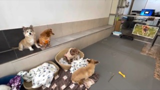 짖지않고 편히 쉬는 아이들 - 장소[순천코니유기견보호소]