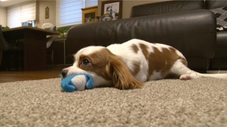 터그 놀이 하는 방법!