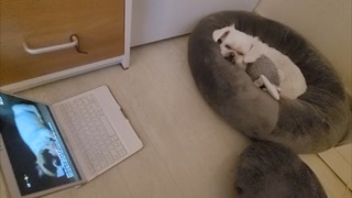 샛별반을 시청하는 강아지