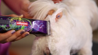 클리퍼 사용하는 방법과 기초 클리핑 방법 : 왕초보를 위한 펫미용 교실 기초편 1