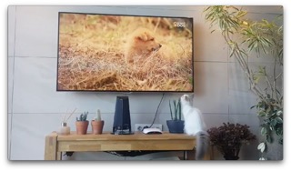 고양이도 해피독tv를 좋아해요