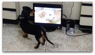 분리 불안 강아지의 해피독tv 반응