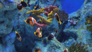 화이어 클라운피쉬 & 시나몬 클라운피쉬 & 토마토 클라운피쉬