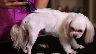 바디 클리핑 방법 : 왕초보를 위한 펫미용 교실 기초편 2