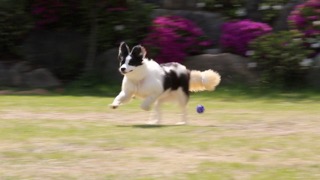 프랩(FRAP)하는 강아지를 본 적 있나요?