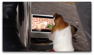 노천 카페에서 해피독tv 보는 중