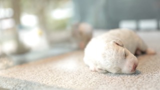 반려생활의 십계명(The 10 Commandments of Dog)