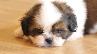 최고의 실내견 귀염둥이 친구! 시츄