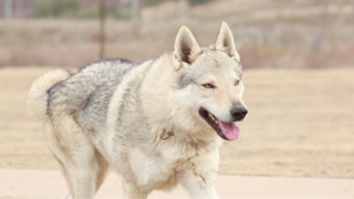 강아지가 마킹을 하는 이유?