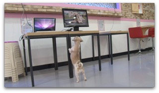 애견 카페에서 해피독tv보는 강아지