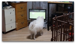 자취생 오빠가 학교간 후 강아지의 일상