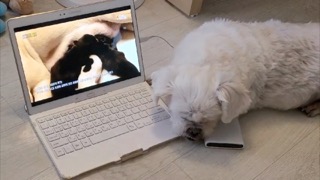 고주파 사운드로 편안하게!